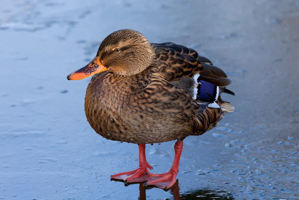 _astro/2024 12 28_duck looking at camera
