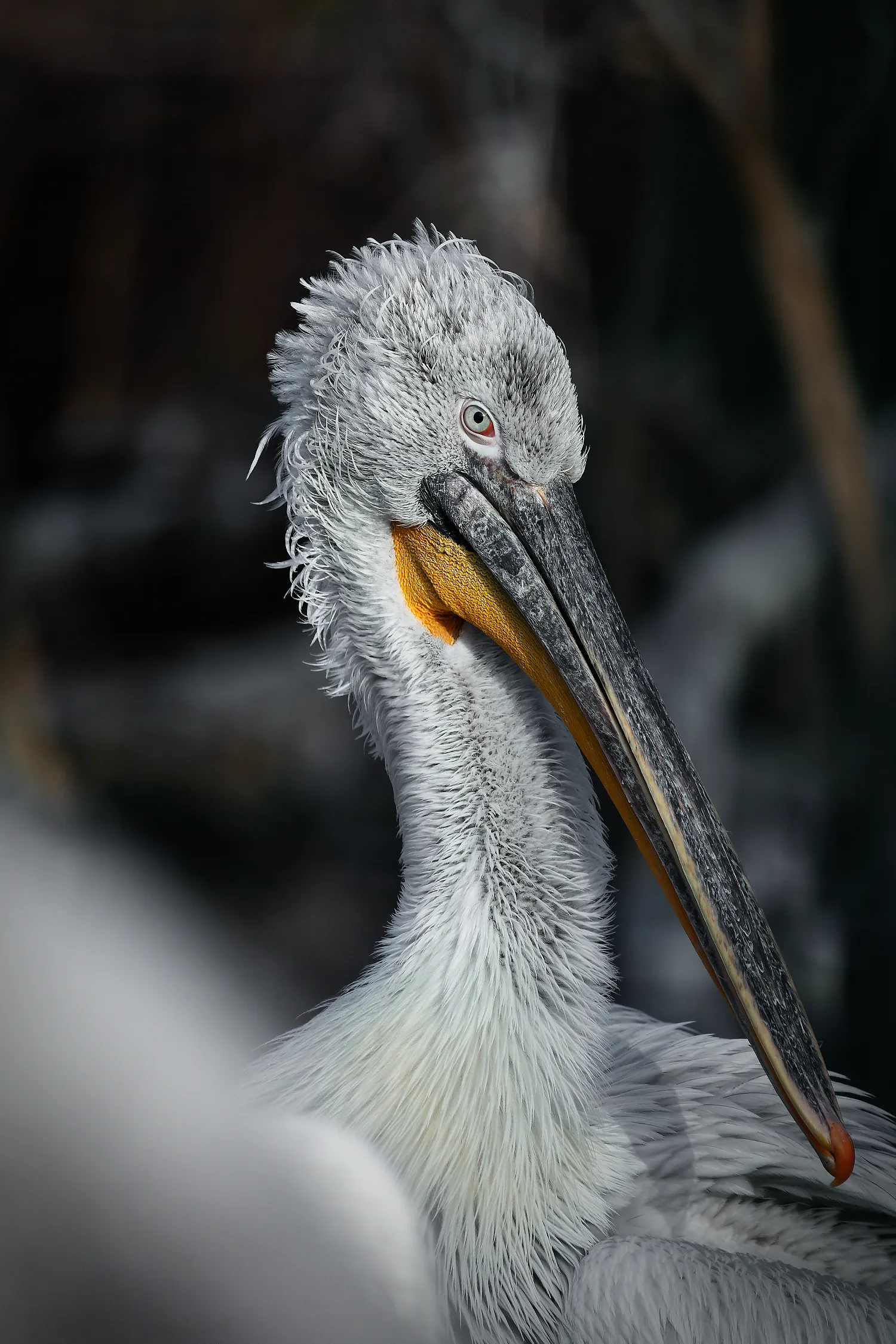 pelican